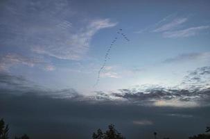 grúas moviéndose en formación en el cielo. aves migratorias en el darss. foto