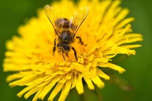 abeja melífera recolectando néctar en una flor amarilla de diente de león. ocupado insectos naturaleza foto