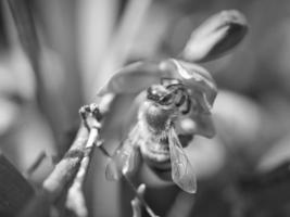 abeja de miel en blanco y negro recogiendo néctar en una flor azul. insectos ocupados foto