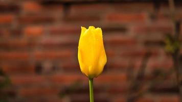 Yellow Tulip cropped and shot with bokeh on a meadow in spring. Dreamy and romantic shot photo