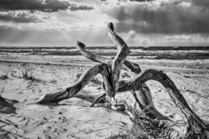 Tree root lying on the Baltic Sea coast on the beach in front of the sea in black and white. photo