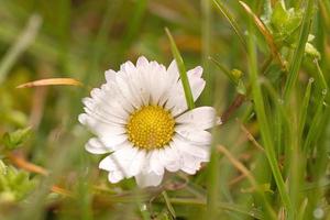 Daisies on a meadow. White pink flowers in the green meadow. Flowers photo