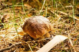 Boletus in a clearing in the forest on grass. Brown cap. Edible mushroom. A delicacy. photo