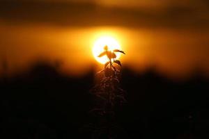 Setting sun on the outskirts of Berlin. Plants as silhouette in the foreground. photo