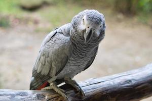 gray parrot with eye contact with the viewer. photo