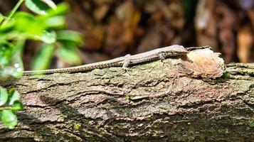 lagarto en el tronco de un árbol en el bosque tomando el sol. tiro animal de un reptil. foto