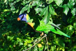 lori in foliage, colorful parrot species. photo