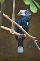 pico de cuerno de mejillas plateadas sentado en una rama. plumaje colorido. pájaro australiano. foto