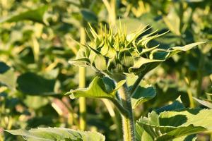 Sunflower bud on a sunflower field depicted individually. Round yellow flower photo