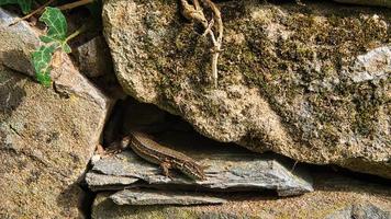 A lizard lurks from its hiding place. A small hunter waiting for insects. photo