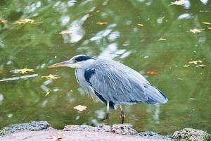 garza gris en el agua, al acecho de presas. elegante cazador. foto animal de un pájaro