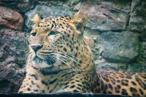 Jaguar lying behind grass. Spotted fur. The big cat is a predator. Photo of a hunter