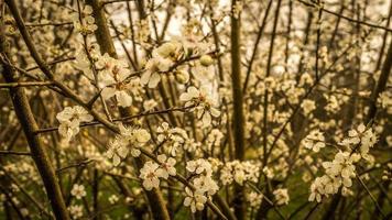 mirabelle bush in full bloom. white flowers line the branches. photo