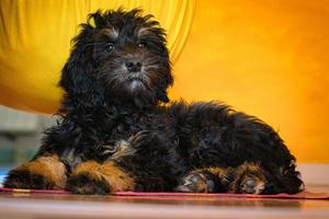 goldendoodle puppy in color black and tan. Hybrid dog from golden retriever and poodle. photo