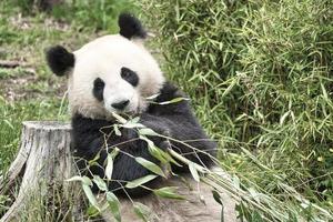 gran panda sentado comiendo bambú. especie en peligro. mamífero blanco y negro foto