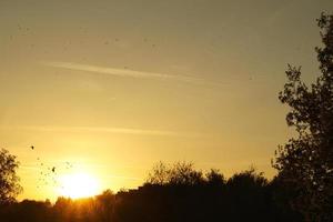 Setting sun on the outskirts of Berlin. Birds on the horizon, the sky seems to burn photo