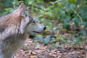 lobo siberiano, tomado en retrato. foto