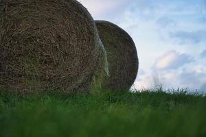 Straw bales tied in a meadow photo