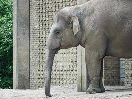 elephant standing with trunk hanging. gray skin, largest land mammal. endangered photo