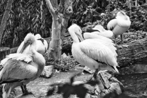 Pelican in portrait. White plumage, large beak, in a large marine bird. Animal photo