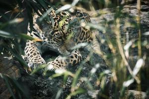 Jaguar lying behind grass. spotted fur, camouflaged lurking. The big cat is a predator.