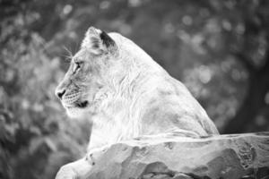 Leona en blanco con acostado sobre una roca. depredador relajado. foto animal de gato grande