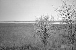 Tree in black and white in the reeds on the darss. dramatic sky by the sea . Landscape