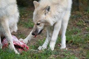 joven lobo blanco, tomado en el wolfspark werner freund mientras se alimenta foto