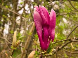 Los árboles de magnolia son un verdadero esplendor en la época de floración. una naturaleza que llama la atención foto