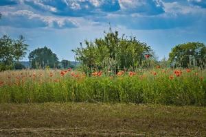 Poppies at the edge of a harvested cornfield. Red flowers, trees and grass. photo