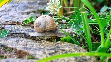 Vineyard snail crawls across a path into the grass. Close up of the mollusk. photo