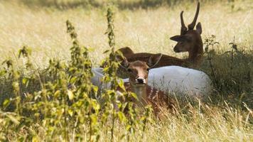 fallow deer looking at the viewer, lying in a meadow. photo