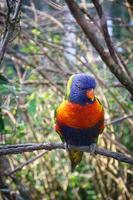 Lorikeet also called Lori for short, are parrot-like birds in colorful plumage. photo