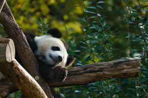 Giant panda lying on tree trunks in the high. Endangered mammal from China. Nature photo