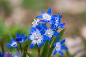 Common star hyacinth are early bloomers that herald spring. bloom at Easter time. photo