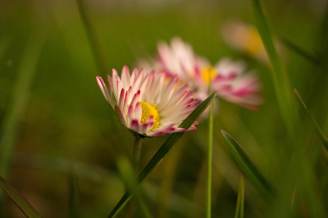 Sprint Flowers Stock Photos, Images and Backgrounds for Free Download