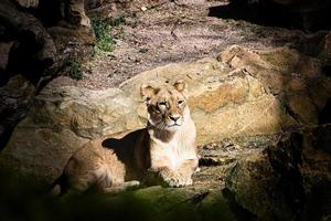 Young lioness lying on a stone with view to the viewer. Animal photo of predator