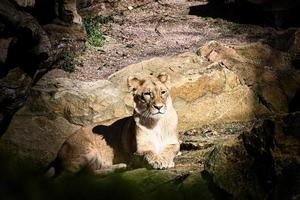 Young lioness lying on a stone with view to the viewer. Animal photo of predator