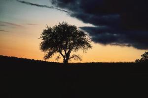 puesta de sol en el sarre con un árbol contra el que se apoya una escalera. cielo dramático. foto