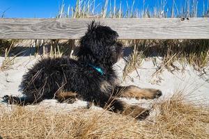goldendoodle tumbado en la playa del mar báltico. el perro observa los alrededores. foto