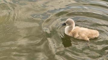 Chicks mute swan swimming in the water. Fluffy feathers of the small waterfowl photo