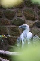 retrato de un buitre gris. pájaro grande, gris, plumas blancas. carroñero de áfrica foto