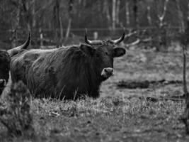 Black and white shot of highland cattle on a meadow. Powerful horns brown fur. photo