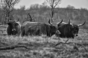 tiro en blanco y negro de ganado de las tierras altas en un prado. poderosos cuernos de pelaje castaño. foto