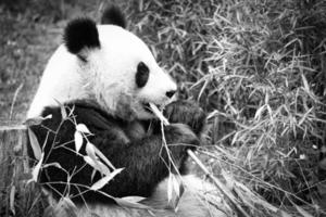 panda grande en blanco y negro, sentado comiendo bambú. especie en peligro. foto