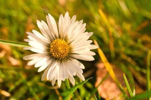 Daisies on a meadow. White pink flowers in the green meadow. Flowers photo