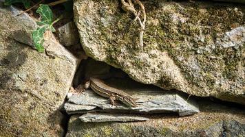 Lizard on a tree trunk in the forest sunbathing. Animal shot of a reptile. photo