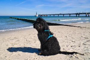 goldendoodle sitting on the Baltic Sea in front of the pier overlooking the sea. black and tan photo