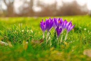 Crocus flower on a meadow, delicate and with slightly blurred background. photo