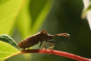 Bugs on a leaf in the garden. Macro shot of the insect photo